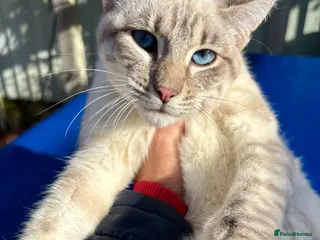 Keetso cats chunky poly curled eared leopard girl - Advert 5