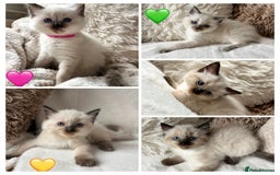 Ragdoll cats for sale: Stars 5 ⭐ Pure Ragdoll 💛 Lots of love 💛 - Image 1