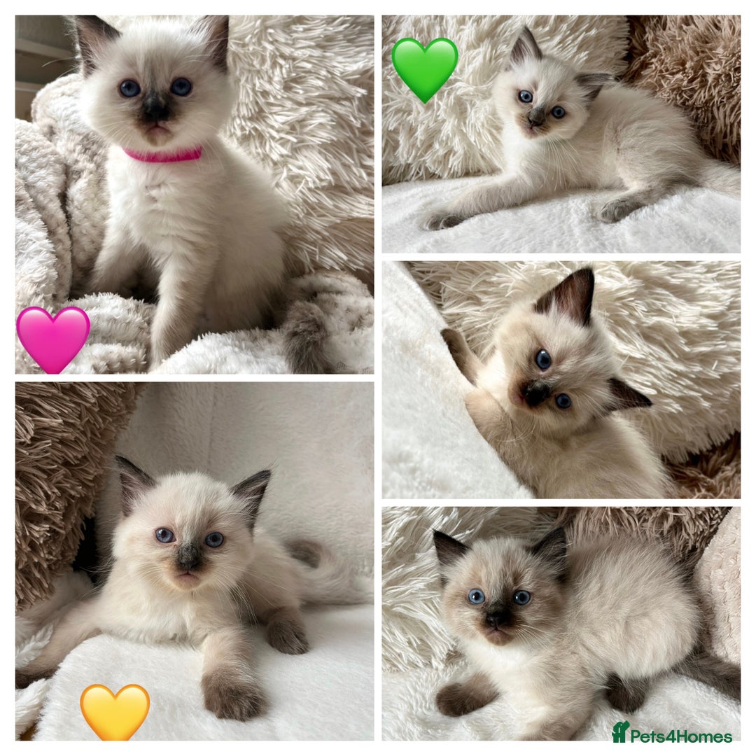 Ragdoll cats for sale: Stars 5 ⭐ Pure Ragdoll 💛 Lots of love 💛 - Image 1
