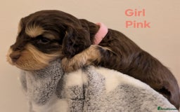 Cockapoo dogs for sale: Beautiful Cockapoo puppies 🐶 😍  - Image 23