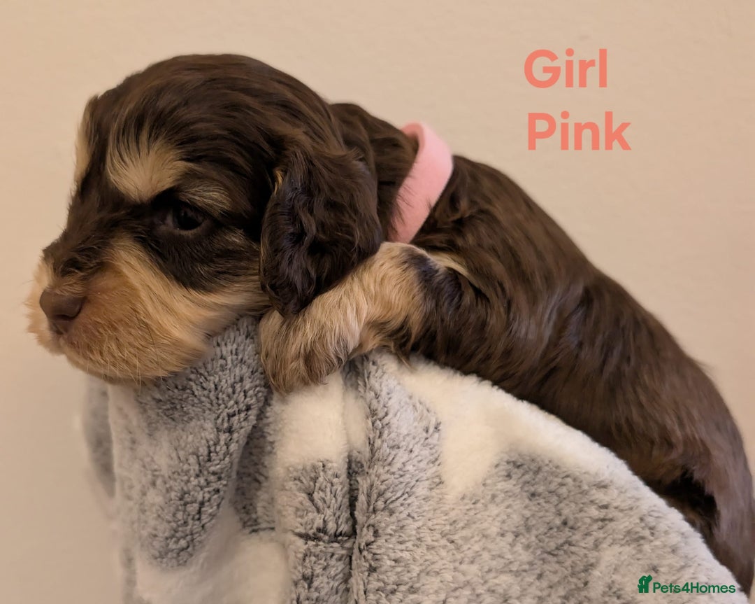 Cockapoo dogs for sale: Beautiful Cockapoo puppies 🐶 😍  - Image 23