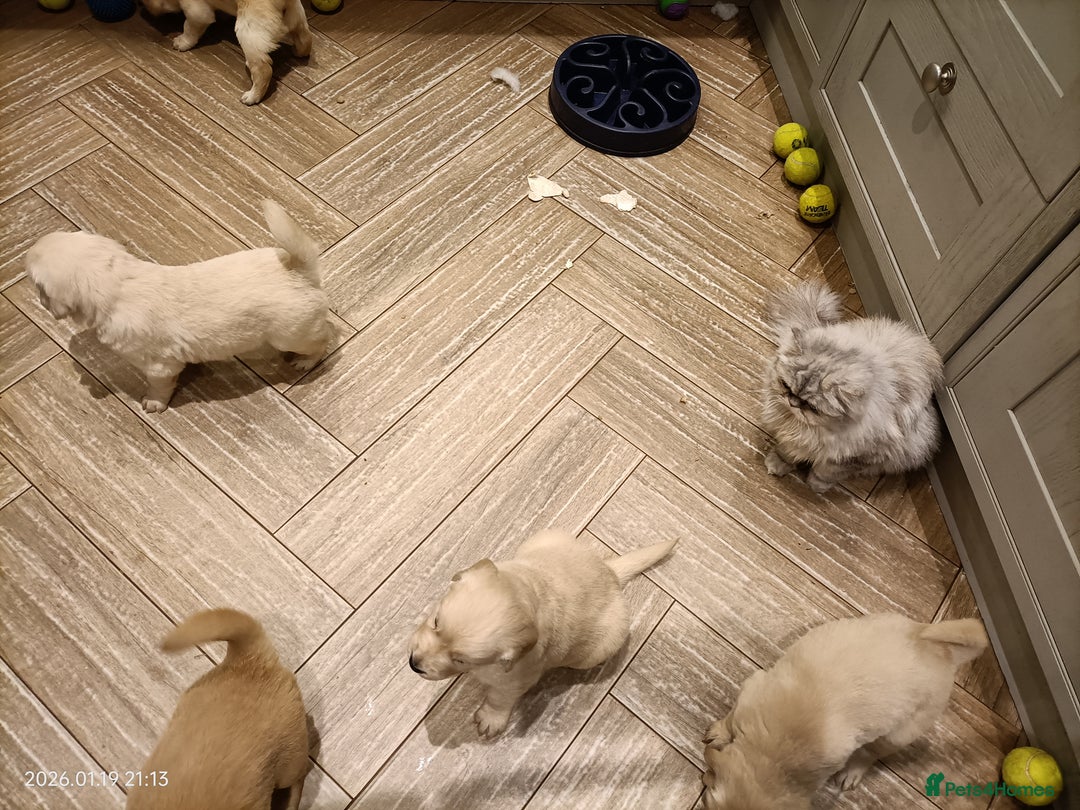 Golden Retriever dogs for sale: Amazing puppies  - Advert 13