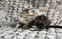 Maine Coon cats for sale: Maine coon kittens TICA registered  - Image 20