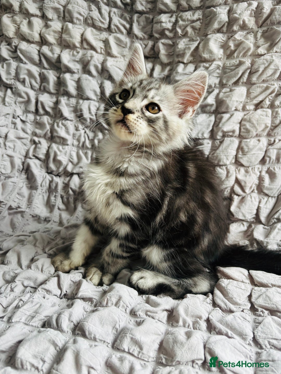 Maine Coon cats for sale: Maine coon kittens TICA registered  - Image 20