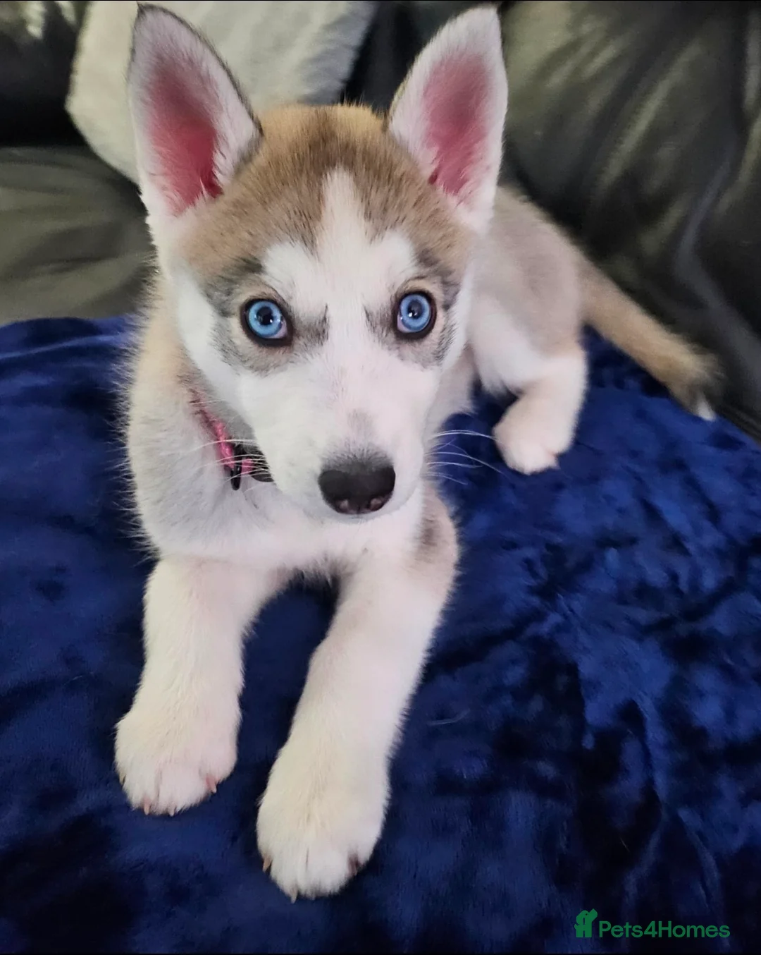 Siberian Husky dogs for sale: Siberian Husky puppy for sale 5 months - Advert 2