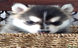 Pomsky dogs for sale: Very Tiny F4 Pomskys  - Image 35