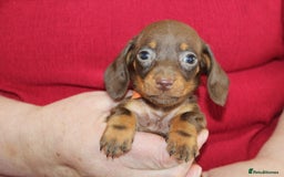 Miniature Dachshund dogs for sale: 🐶✨Smallest mini KC stunning litter ✨🐶 - Image 1