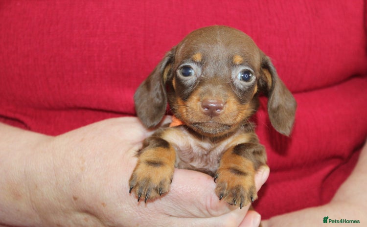 Miniature Dachshund dogs - Advert 7