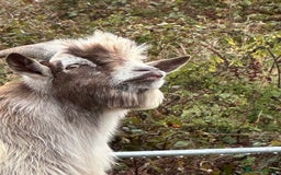 Goats livestock for sale: Male pygmy goat for sale - Image 1