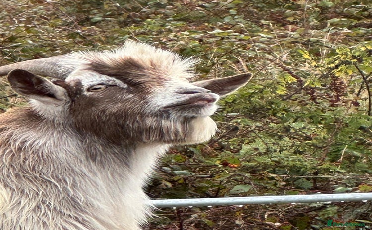 Goats livestock - Advert 1