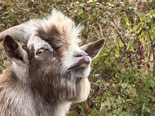 Goats livestock - Advert 2
