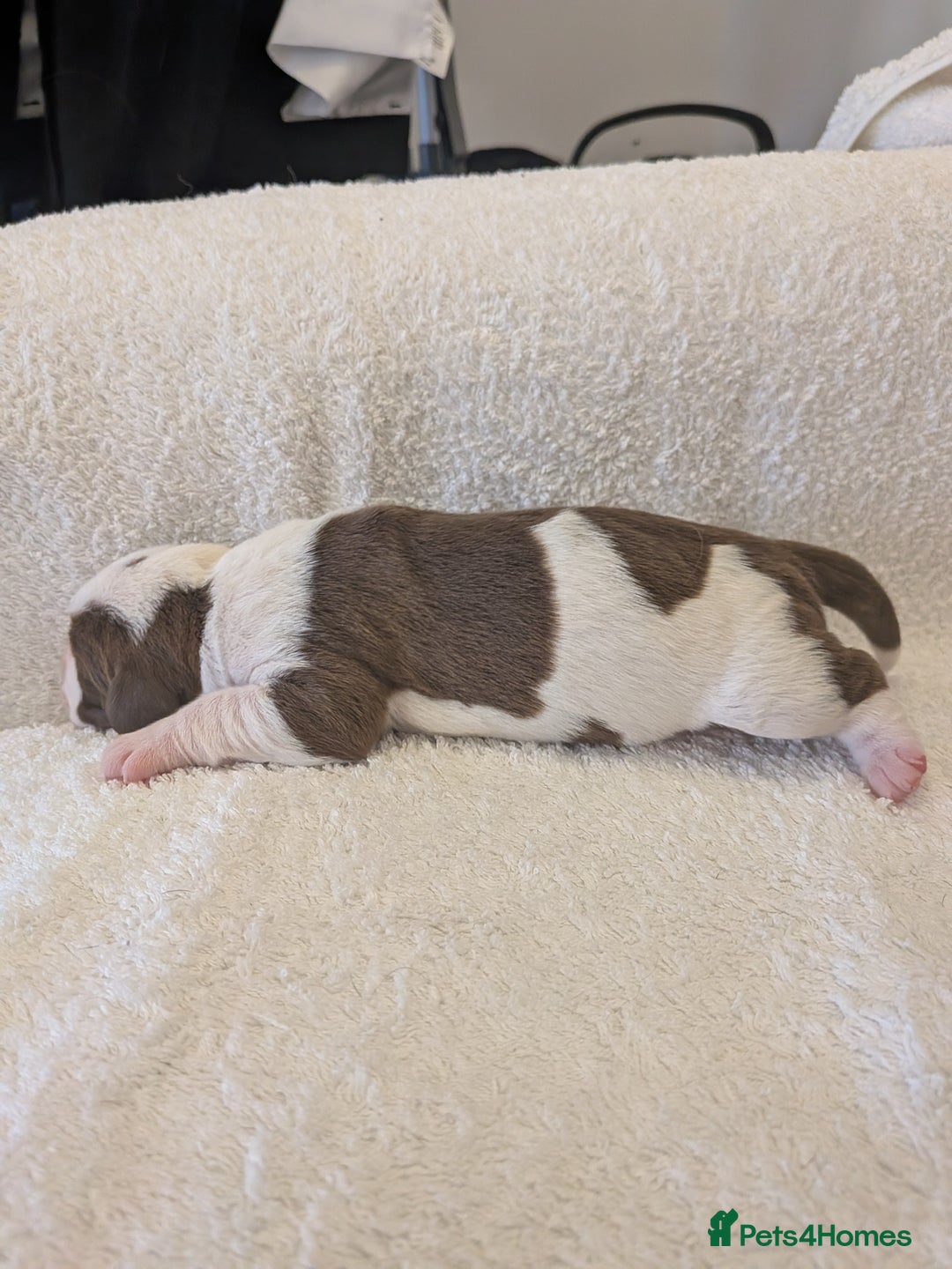 Mixed Breed dogs for sale: Cockerbull puppies  - Image 24