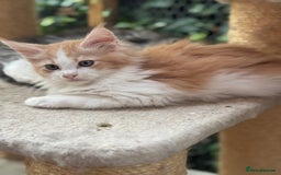 Maine Coon cats for sale: Gorgeous Pedigree Maine Coon Shaded Line Males - Image 8