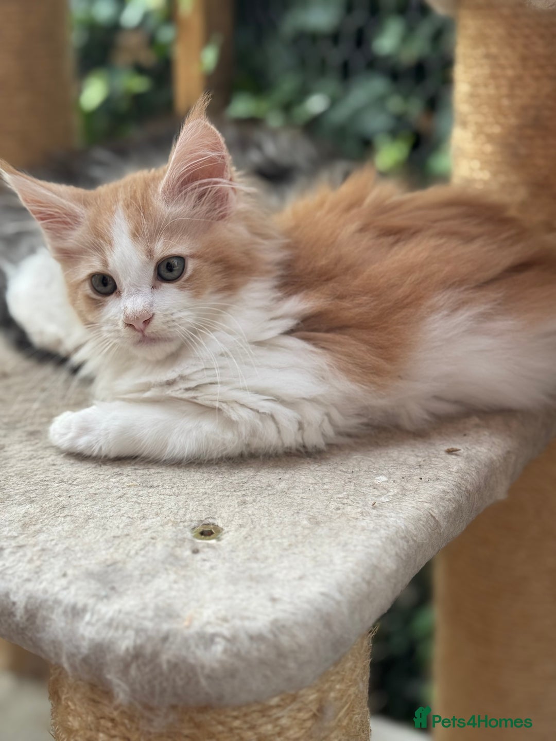 Maine Coon cats for sale: Gorgeous Pedigree Maine Coon Shaded Line Males - Image 8
