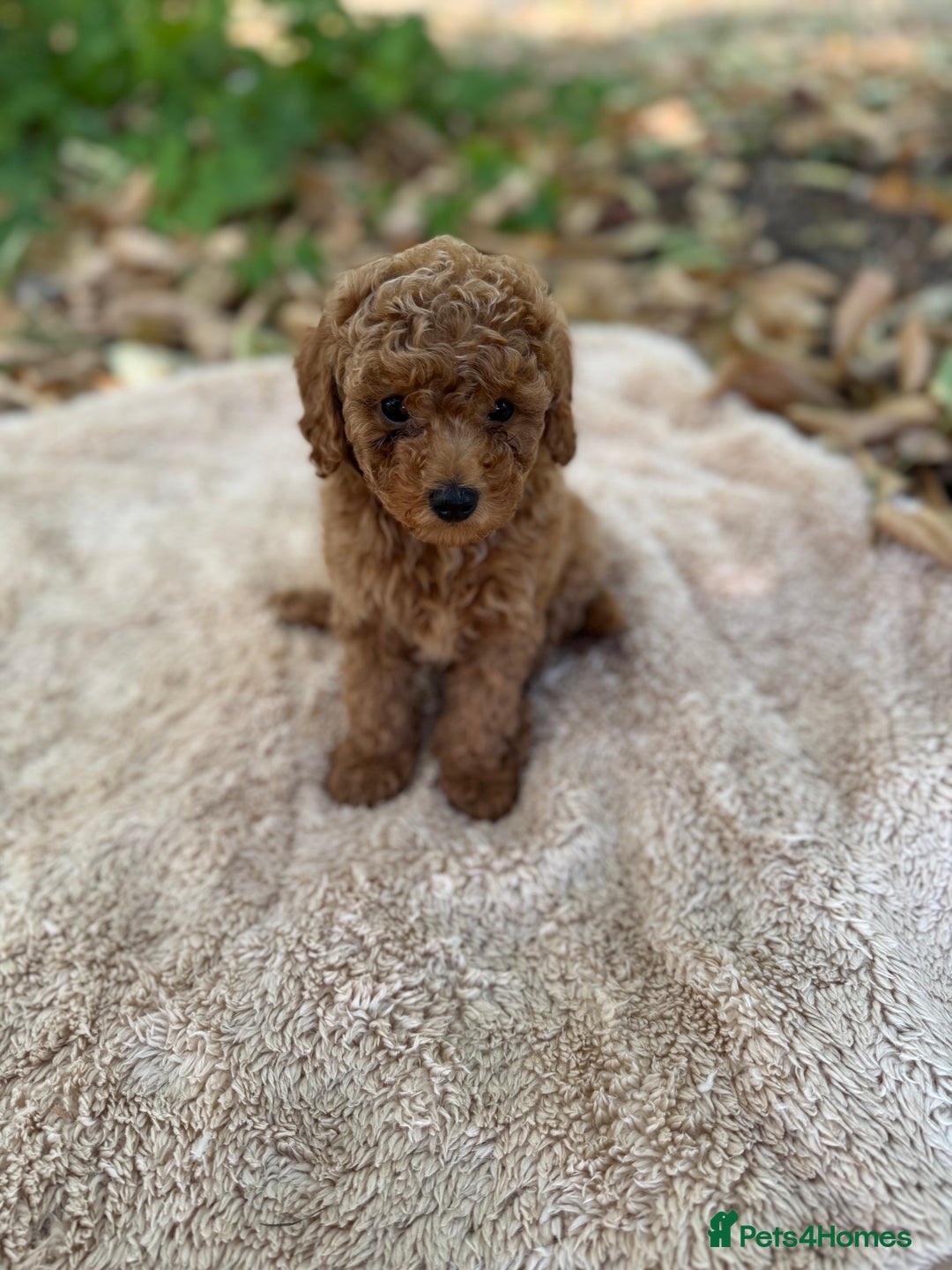 Poochon dogs for sale: Mini poochon  - Image 15