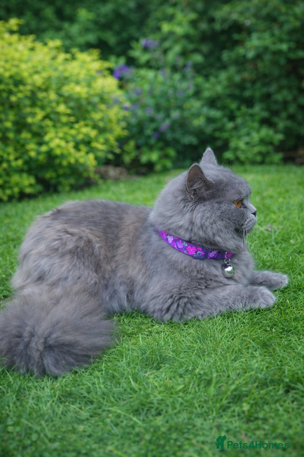 British Longhair cats GCCF  British Longhair Looking for Loving Home - Advert 2