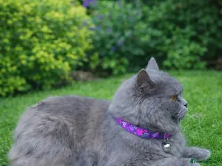 British Longhair cats GCCF British Longhair Looking for Loving Home - Advert 2