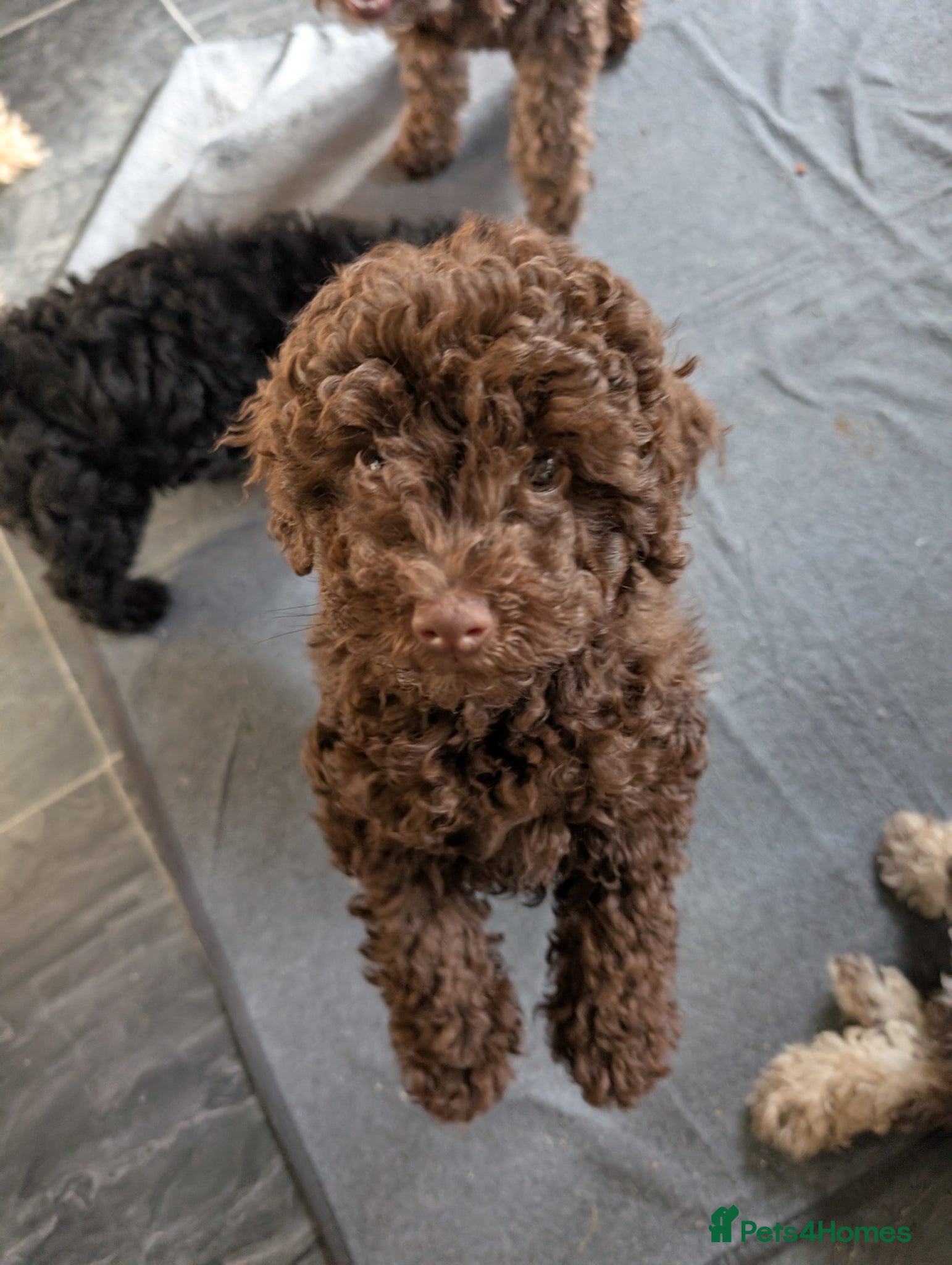 Labradoodle dogs 🐾Quality F1BB Mini Labradoodle Pups🐾  - Advert 1