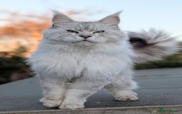 Maine Coon cats for sale: Black Silver Shaded proven stud boy - Advert 13