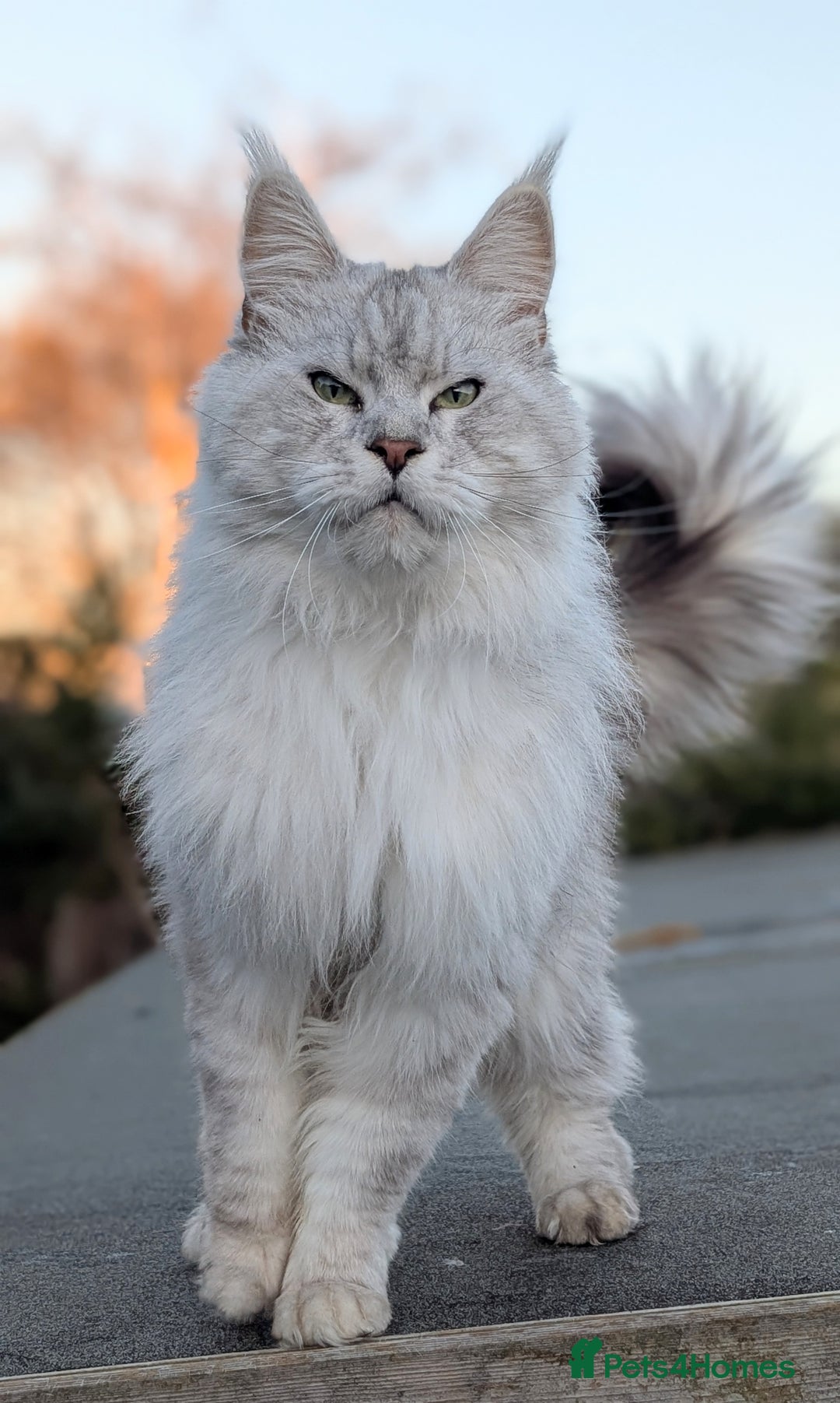 Maine Coon cats for sale: Black Silver Shaded proven stud boy - Advert 13