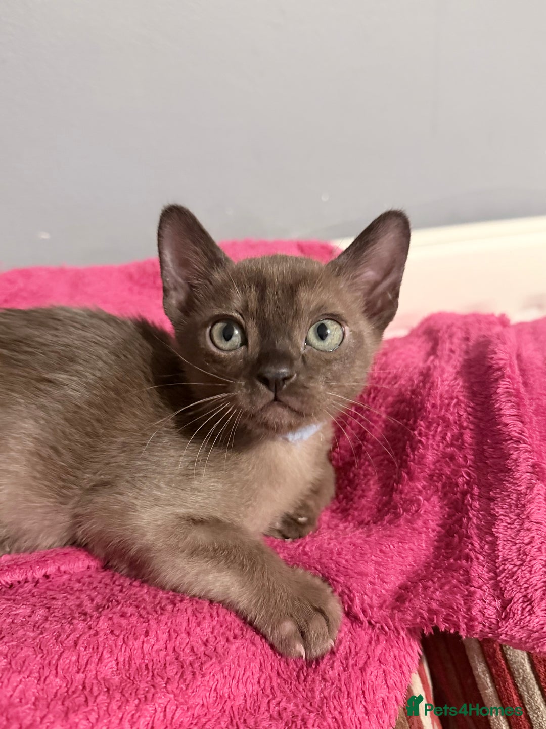 Burmese cats for sale: Brown Burmese Boy unexpectedly available mid Jan - Advert 1