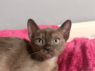 Burmese cats Brown Burmese Boy unexpectedly available mid Jan - Advert 5