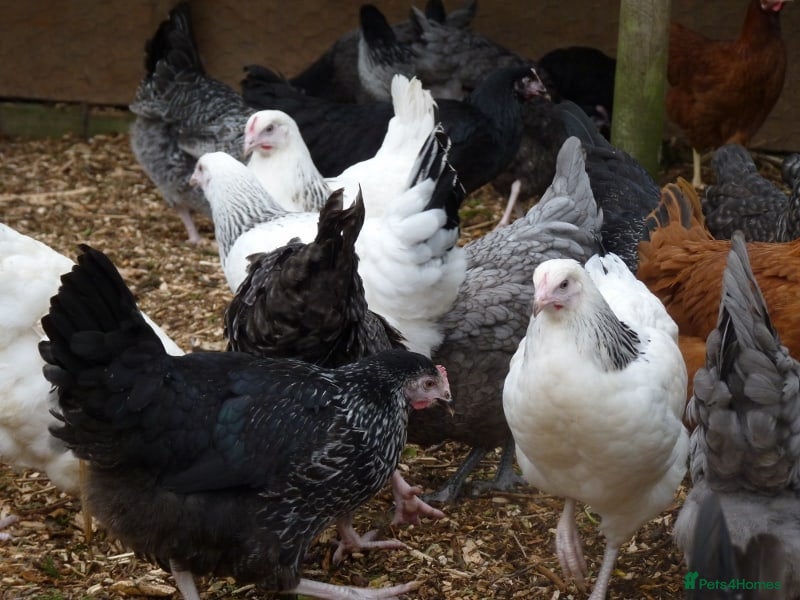 Chickens poultry Point of Lay Light Sussex & Needwood Magpie Hens - Advert 1