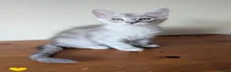 Maine Coon cats for sale: Maine Coon Kittens  - Advert 19
