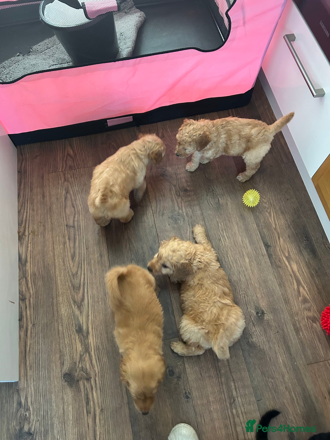 Goldendoodle dogs for sale: Gorgeous Goldendoodle Puppies Multi Generation F3  - Advert 6