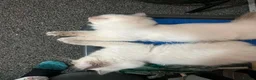 Ragdoll cats for sale: GCCF Blue Point Ragdoll Boys Ready Now - Advert 5