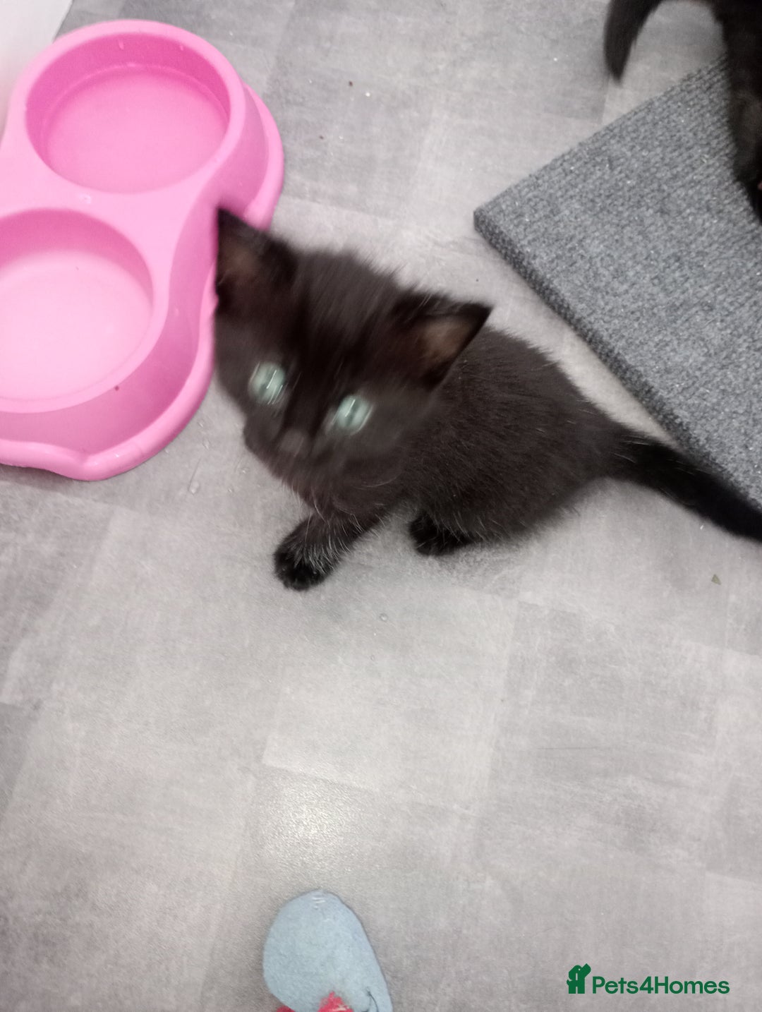 British Shorthair cats for sale: Beautiful little girl - Image 5