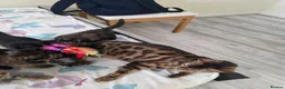 Bengal cats for sale: Stunning Bengal Cross Kittens - Advert 4