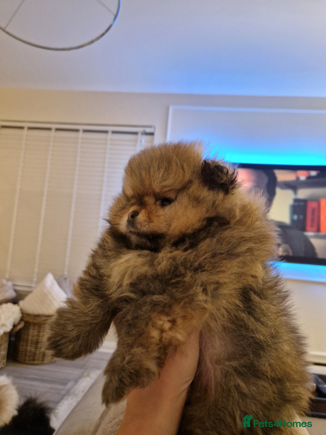 Pomeranian dogs for sale: **SOLD** KC Reg Pom– Orange Sable Boy - Advert 5