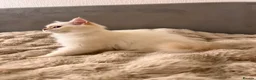British Longhair cats for sale: Adorable GCCF British LH & SH Kittens - Advert 3