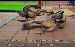 Belgian Shepherd Dog dogs for sale: Belgian Malinois.1girl and 1 boy left.Reduced £ in Peterborough - Image 28