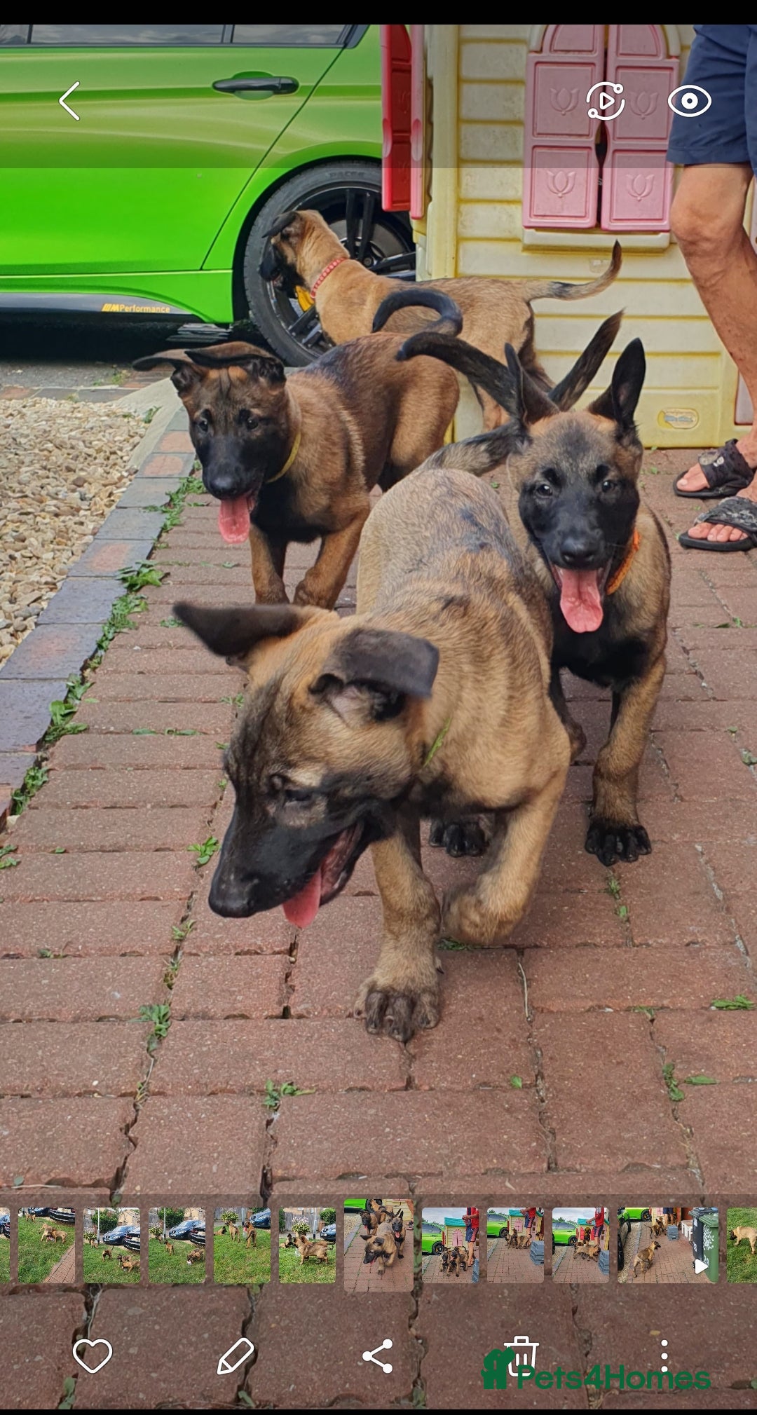Belgian Shepherd Dog dogs for sale: Belgian Malinois.1girl and 1 boy left.Reduced £ in Peterborough - Image 28
