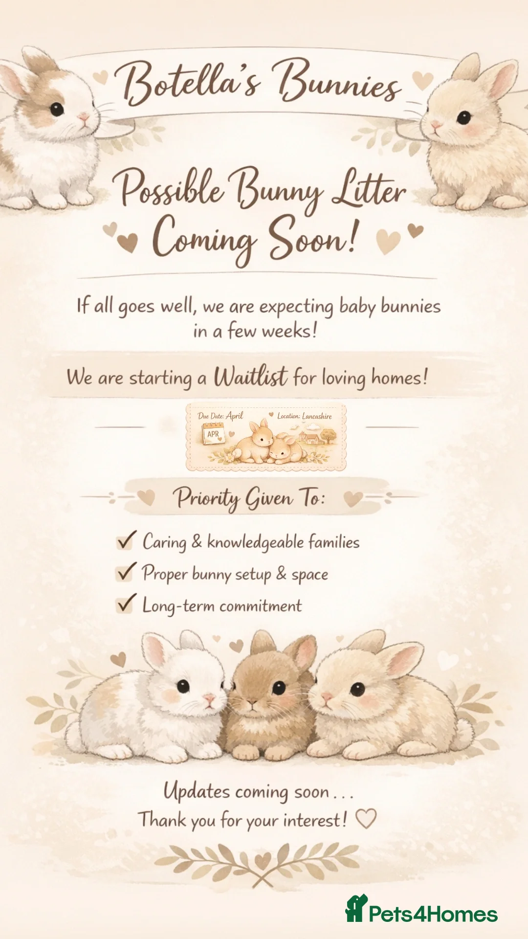 Lionhead rabbits for sale: 🐰 BABY BUNNIES COMING SOON 🐰 - Advert 1