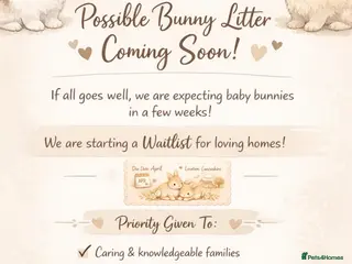 Lionhead rabbits 🐰 BABY BUNNIES COMING SOON 🐰 - Advert 4