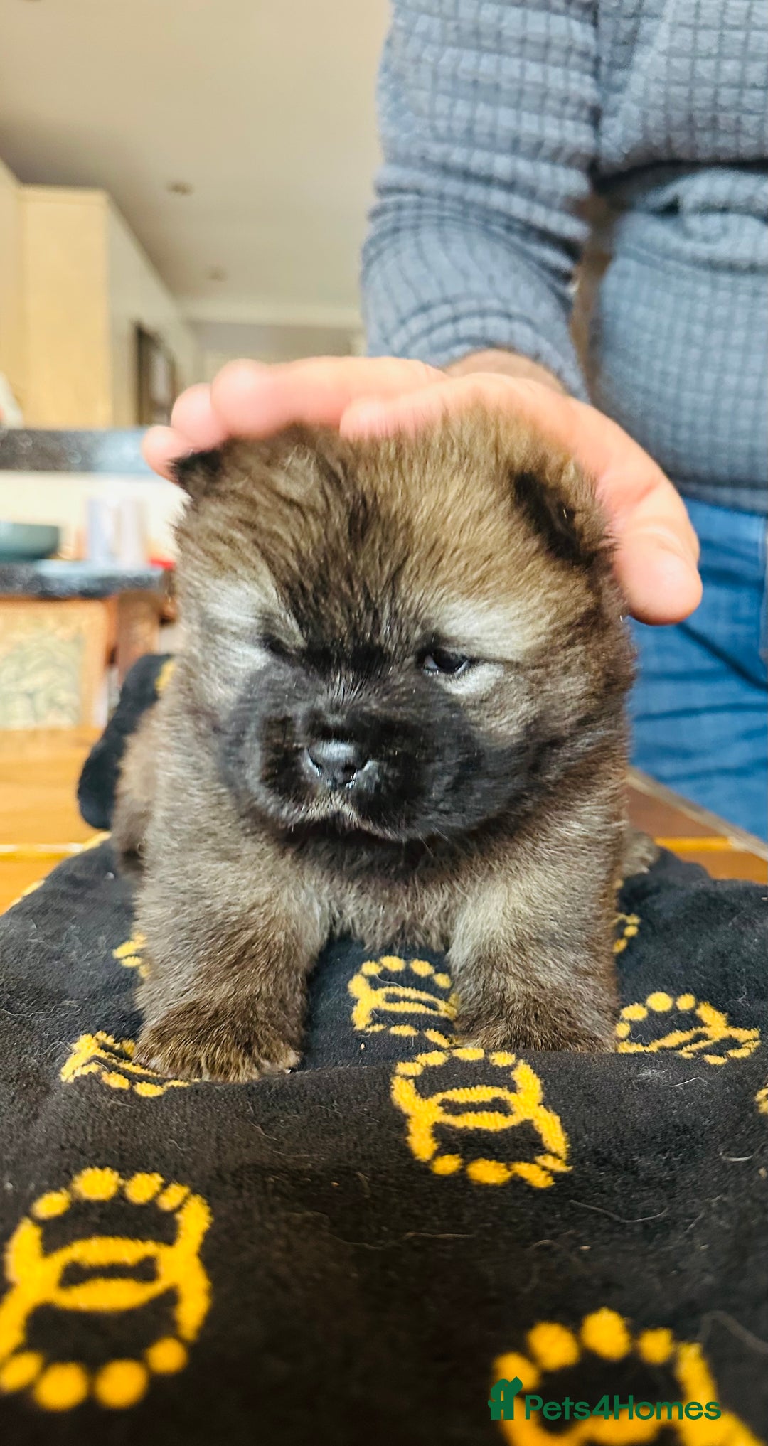 Chow Chow dogs for sale: Stunning KC registered Chow Chow puppies  - Advert 4