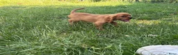 Cavalier King Charles Spaniel dogs for sale: 2 Cavalier Ruby Males - Advert 2