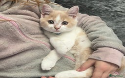 Mixed Breed cats for sale: Beautiful little boy - Image 13