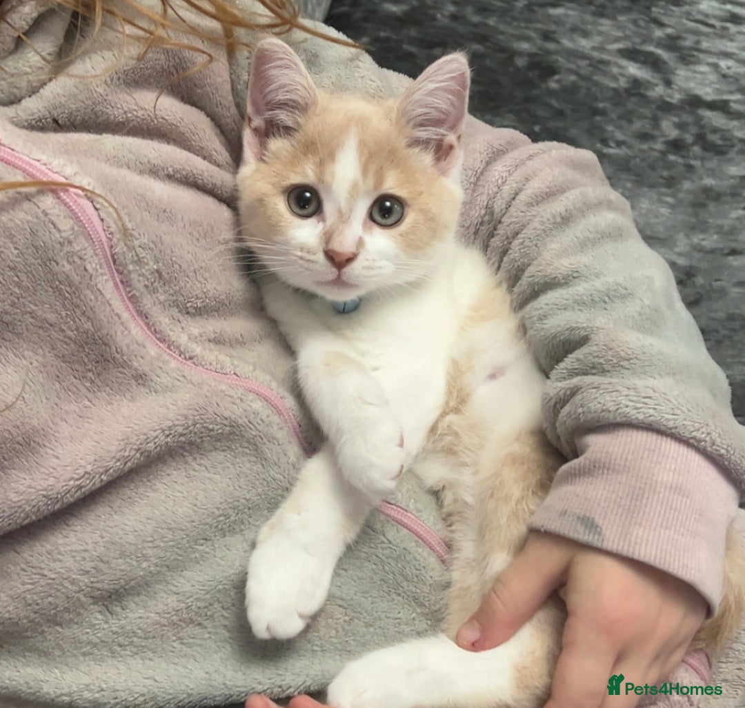 Mixed Breed cats for sale: Beautiful little boy - Image 13