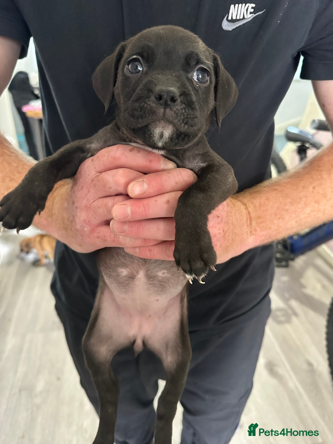 Mixed Breed dogs for sale: Cane corso x Staffordshire bull terrier  - Image 8