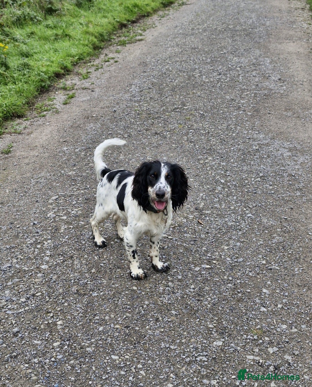 Cocker Spaniel dogs Working cocker spaniel needs a loving home - Advert 1