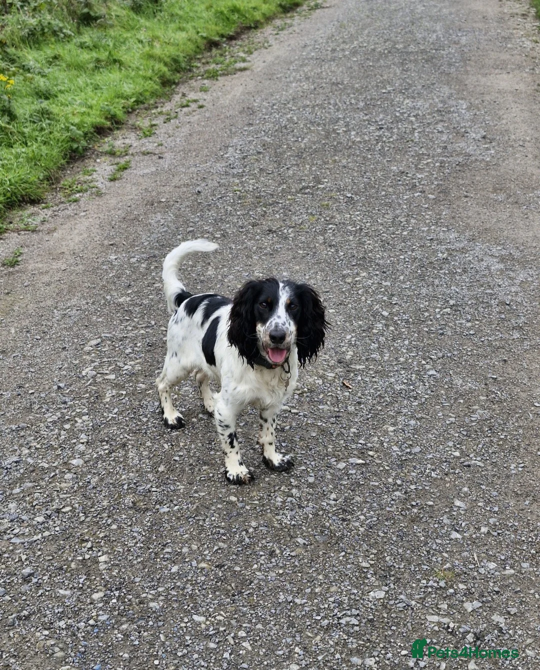 Cocker Spaniel dogs for sale: Working cocker spaniel needs a loving home - Advert 1