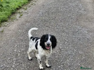 Cocker Spaniel dogs Working cocker spaniel needs a loving home - Advert 1
