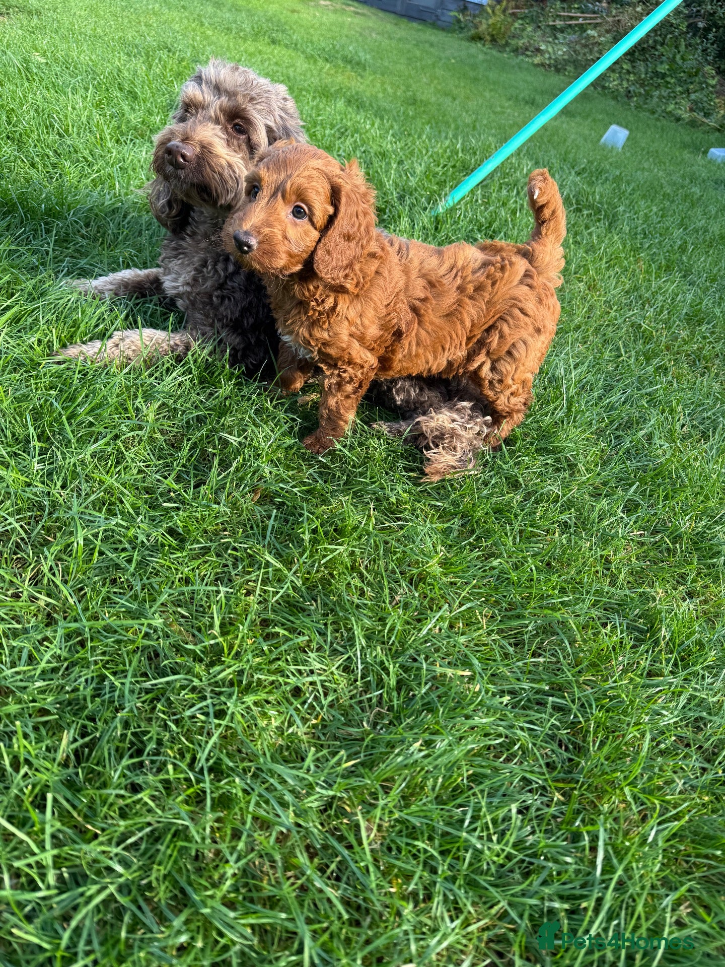 Cockapoo dogs gorgeous red boy cockapoo still available - Advert 11