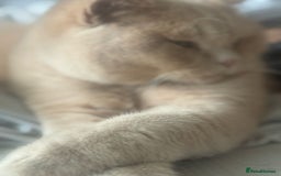 British Shorthair cats for sale: Stunning GCCF cream boy ready now  - Image 11