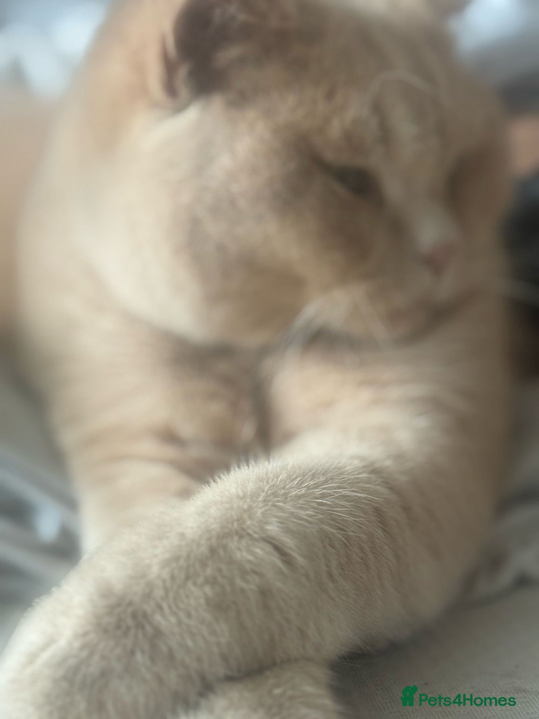 British Shorthair cats for sale: Stunning GCCF cream boy ready now  - Image 11