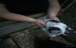 Border Collie dogs for sale: merle + black and white pups  - Image 6